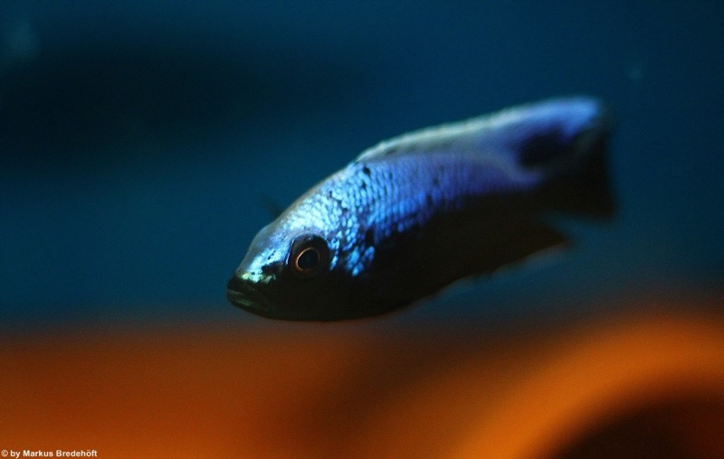 Copadichromis trewavasae 'Lupingu'